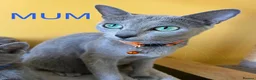 Russian Blue cats for sale: TICA REGISTERED Pure Breed Russian Blue Kittens - Advert 8