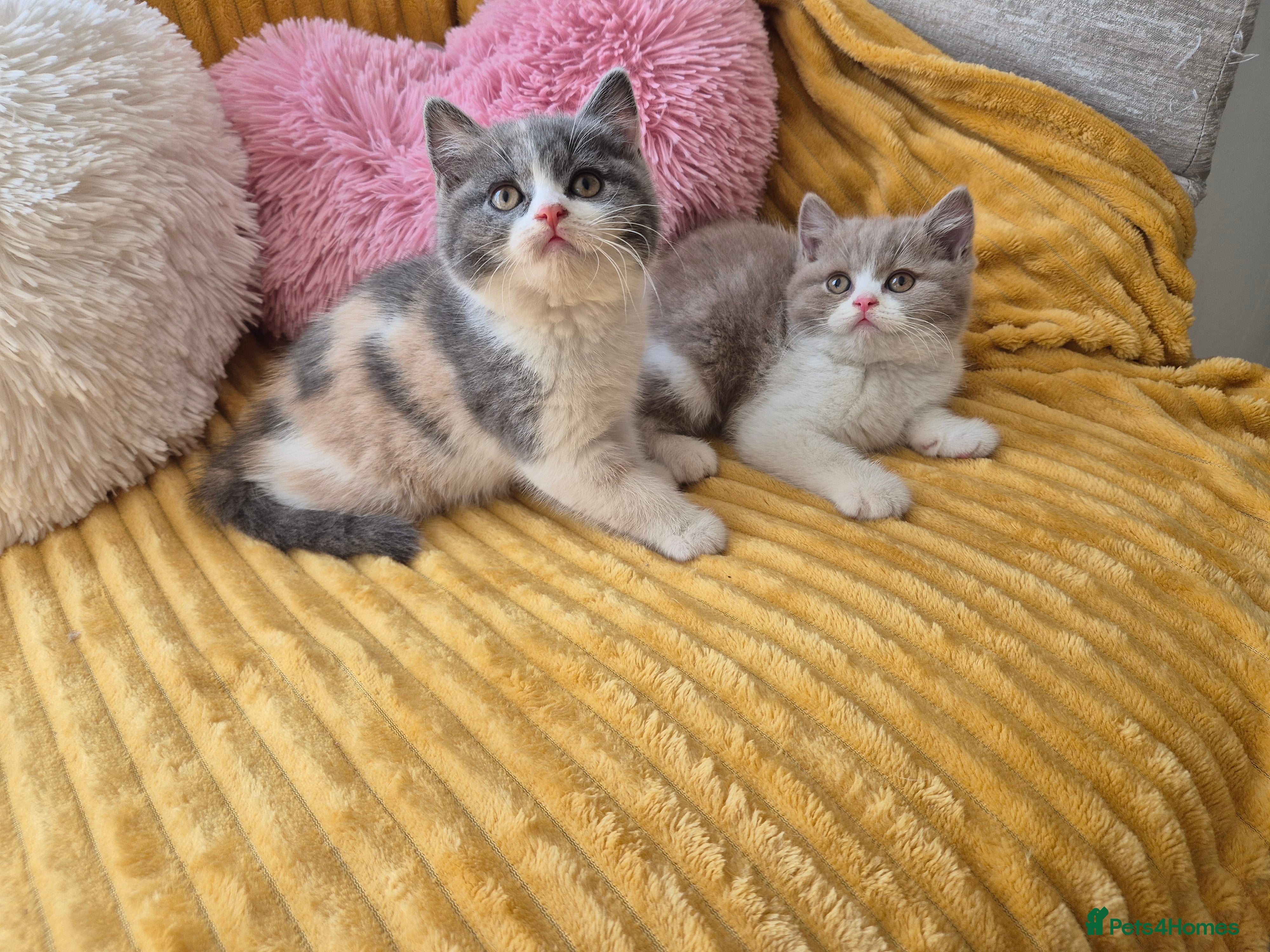 British Shorthair cats From GCCF Pedigree Parents, gorgeous BSH Kittens  - Advert 2
