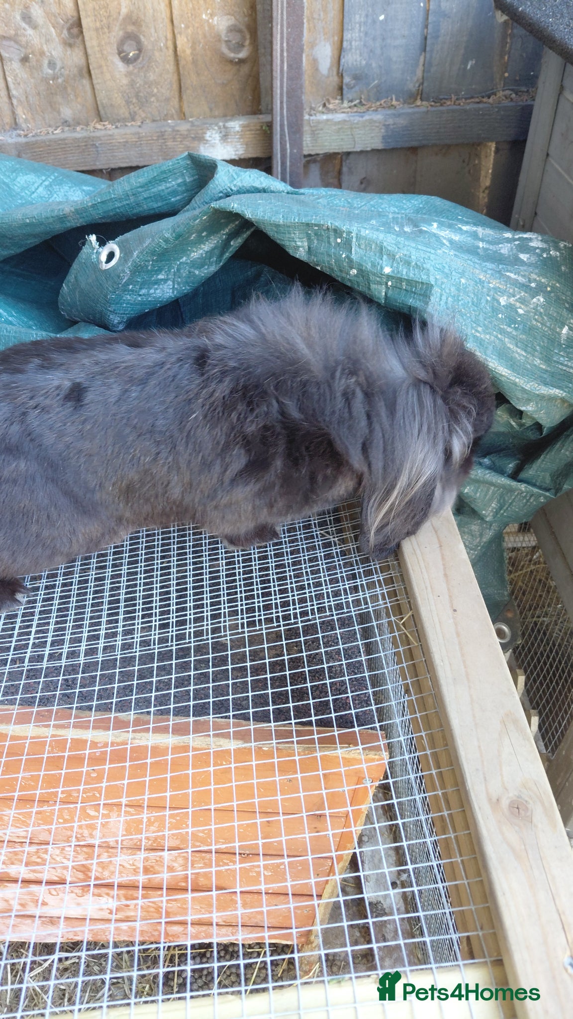 Mini Lion Lop rabbits Lion lop to be rehomed  - Advert 8