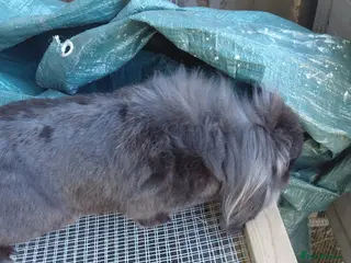 Mini Lion Lop rabbits Lion lop to be rehomed - Advert 8