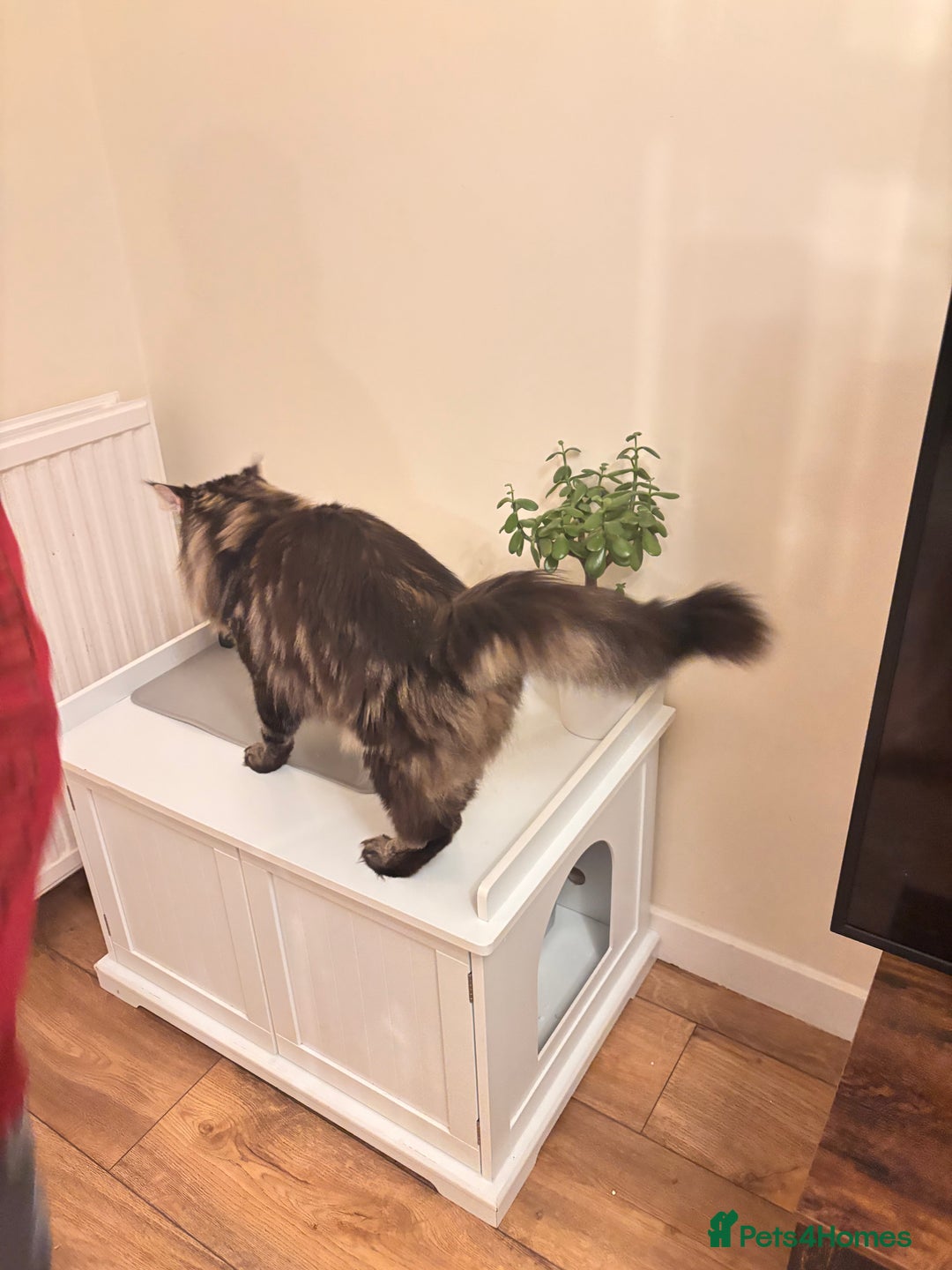 Maine Coon cats for stud:  Mainecoon For Stud - Advert 7