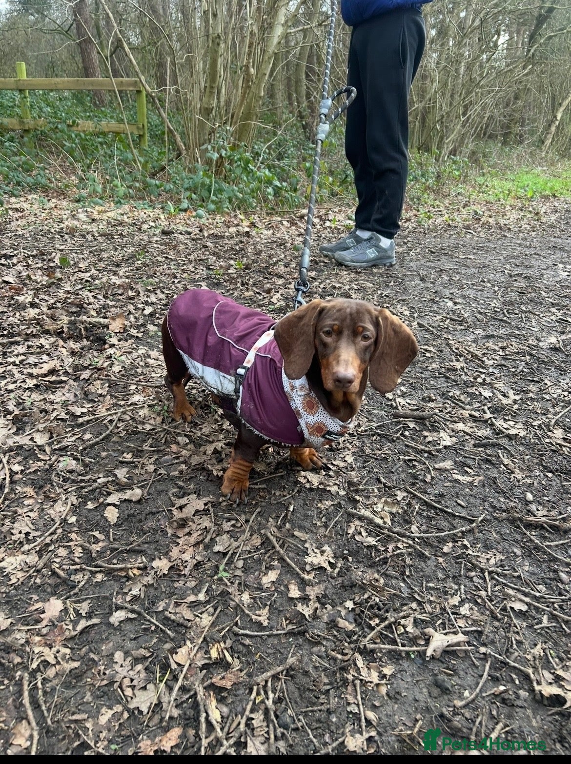 Dachshund dogs Adult dachshund PRA clear - Advert 1