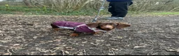 Dachshund dogs for sale: Adult dachshund PRA clear - Advert 1