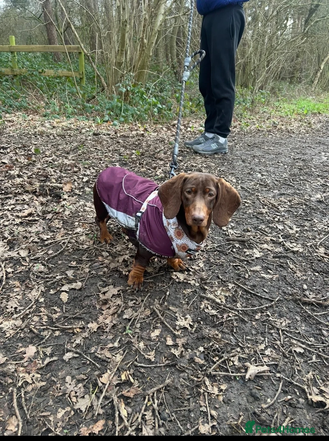 Dachshund dogs for sale: Adult dachshund PRA clear - Advert 1