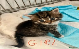 Mixed Breed cats for sale: 4 Mix Breed Kittens for sale - Image 6