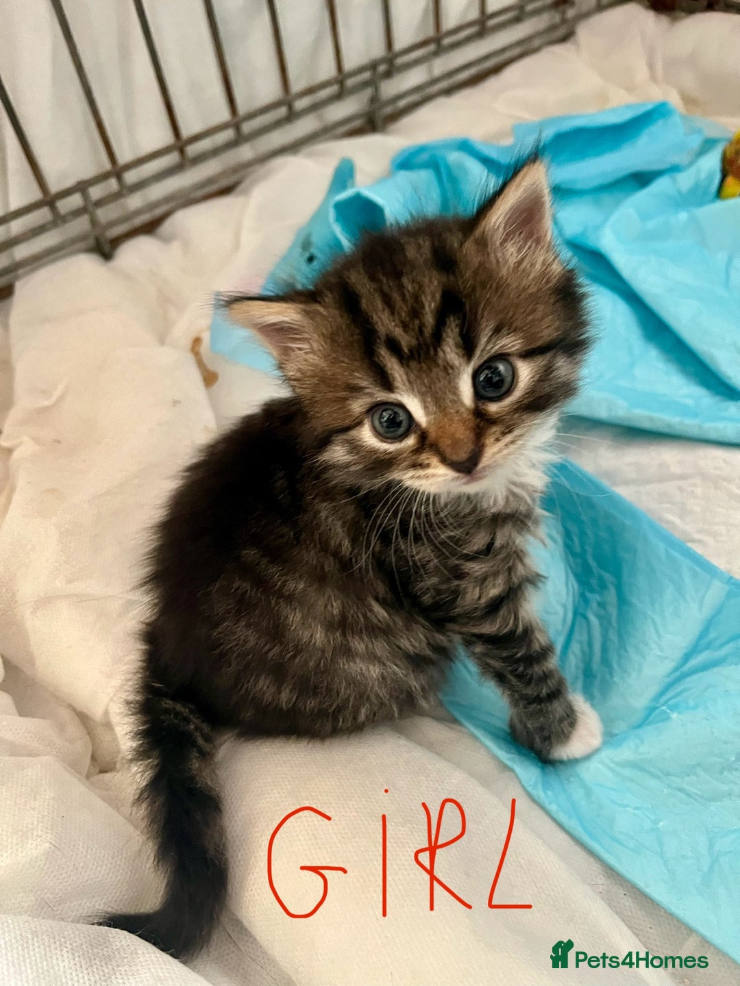 Mixed Breed cats for sale: 4 Mix Breed Kittens for sale - Image 6