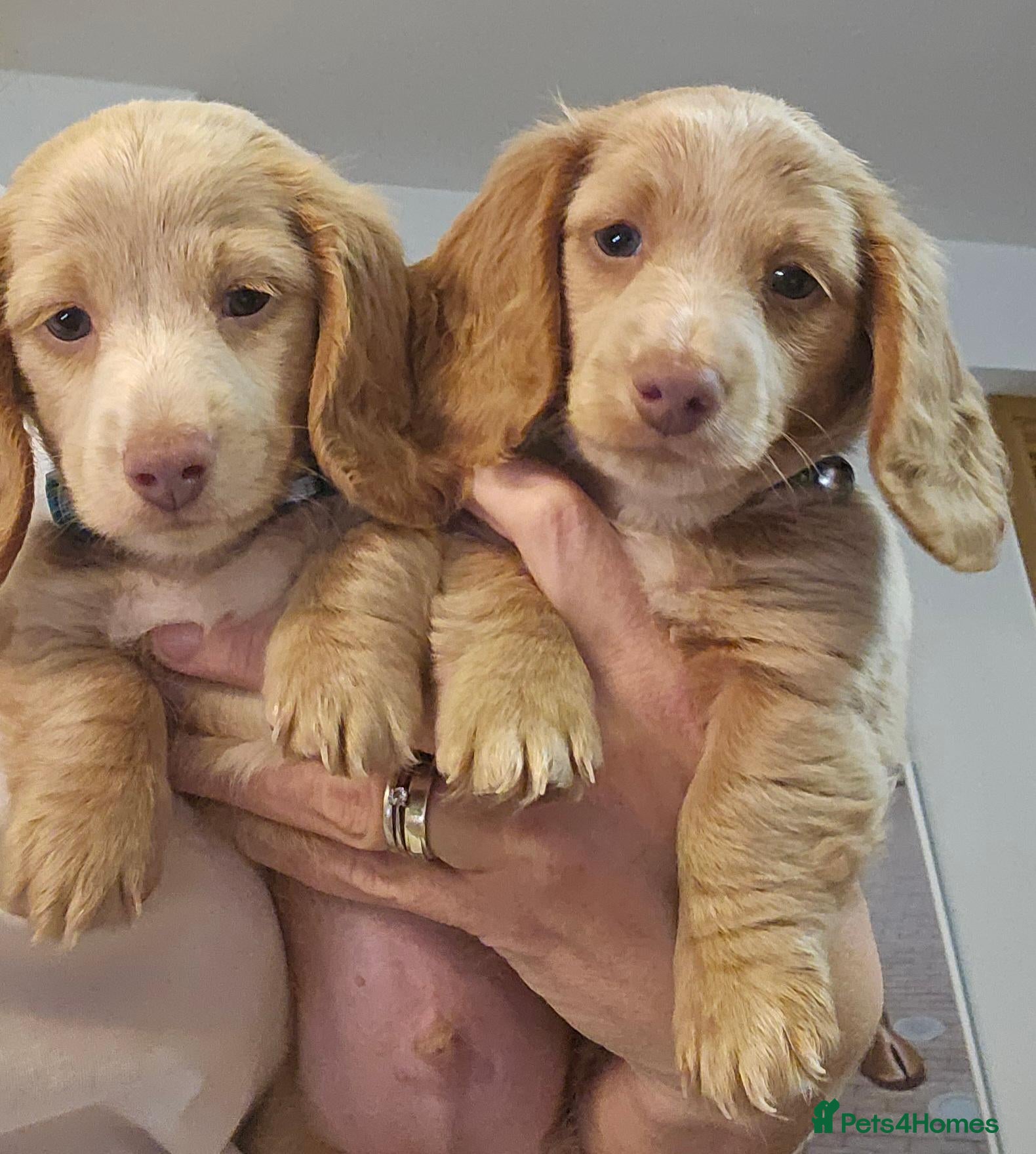 Miniature Dachshund dogs Ready to go! Gorgeous long haired pups - Advert 1