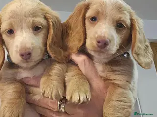 Miniature Dachshund dogs Ready to go! Gorgeous long haired pups - Advert 1