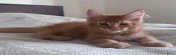 Maine Coon cats for sale: Maine coon kittens  - Advert 3