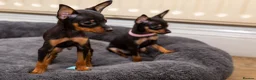Miniature Pinscher dogs for sale: Miniature pinchers in Chatham - Advert 6