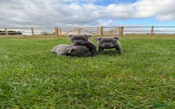 Staffordshire Bull Terrier dogs for sale: Gorgeous KC Reg/Health Tested Blue SBT Puppies - Image 3