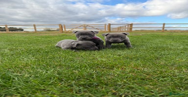 Staffordshire Bull Terrier dogs - Advert 15