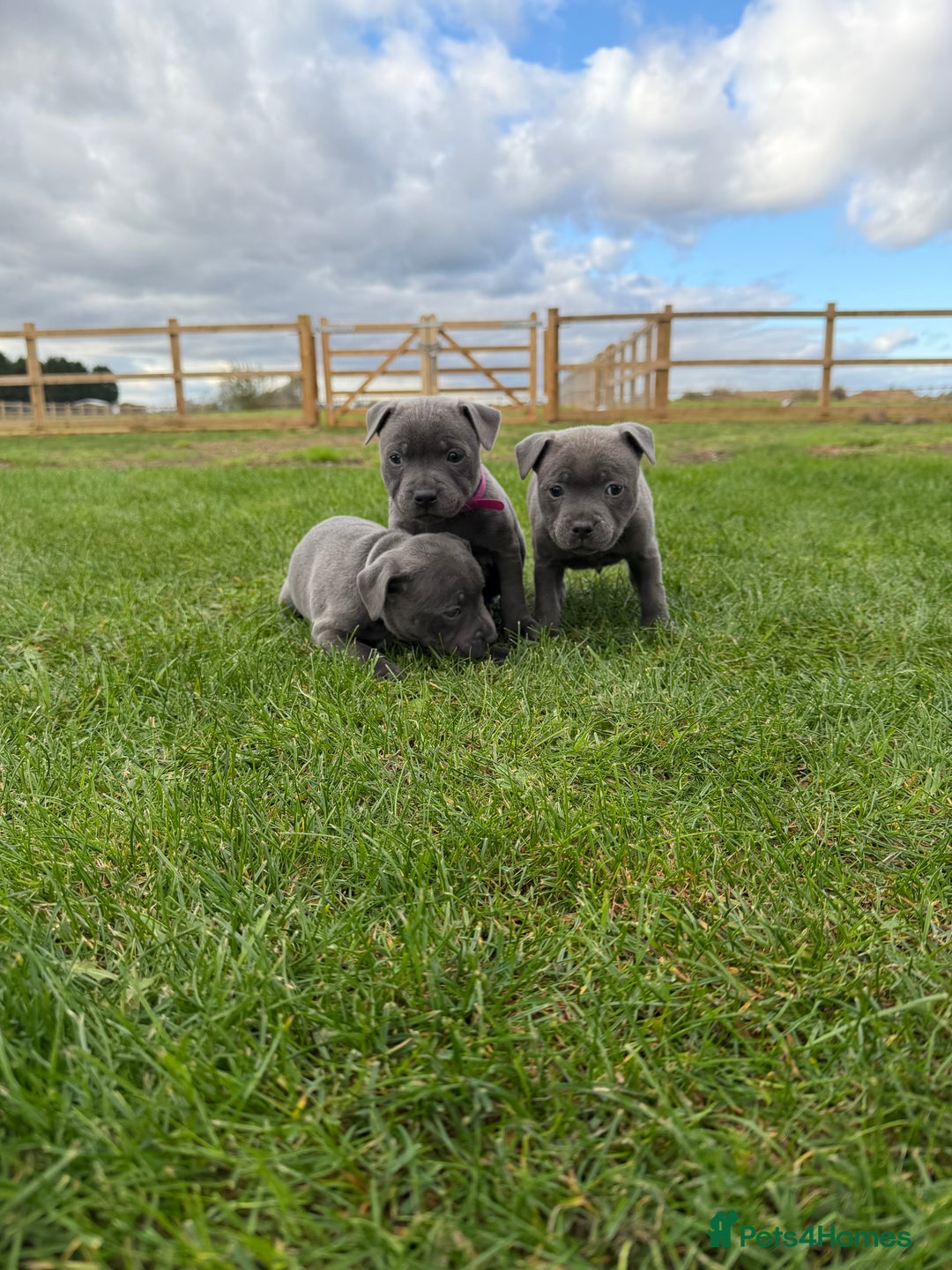 Staffordshire Bull Terrier dogs for sale: Gorgeous KC Reg/Health Tested Blue SBT Puppies - Image 3