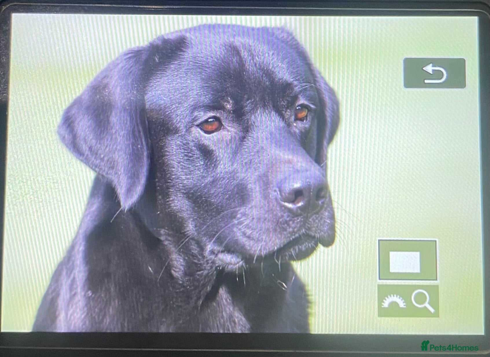 Labrador Retriever dogs KC reg Black and Chocolate Labrador Puppies - Advert 9