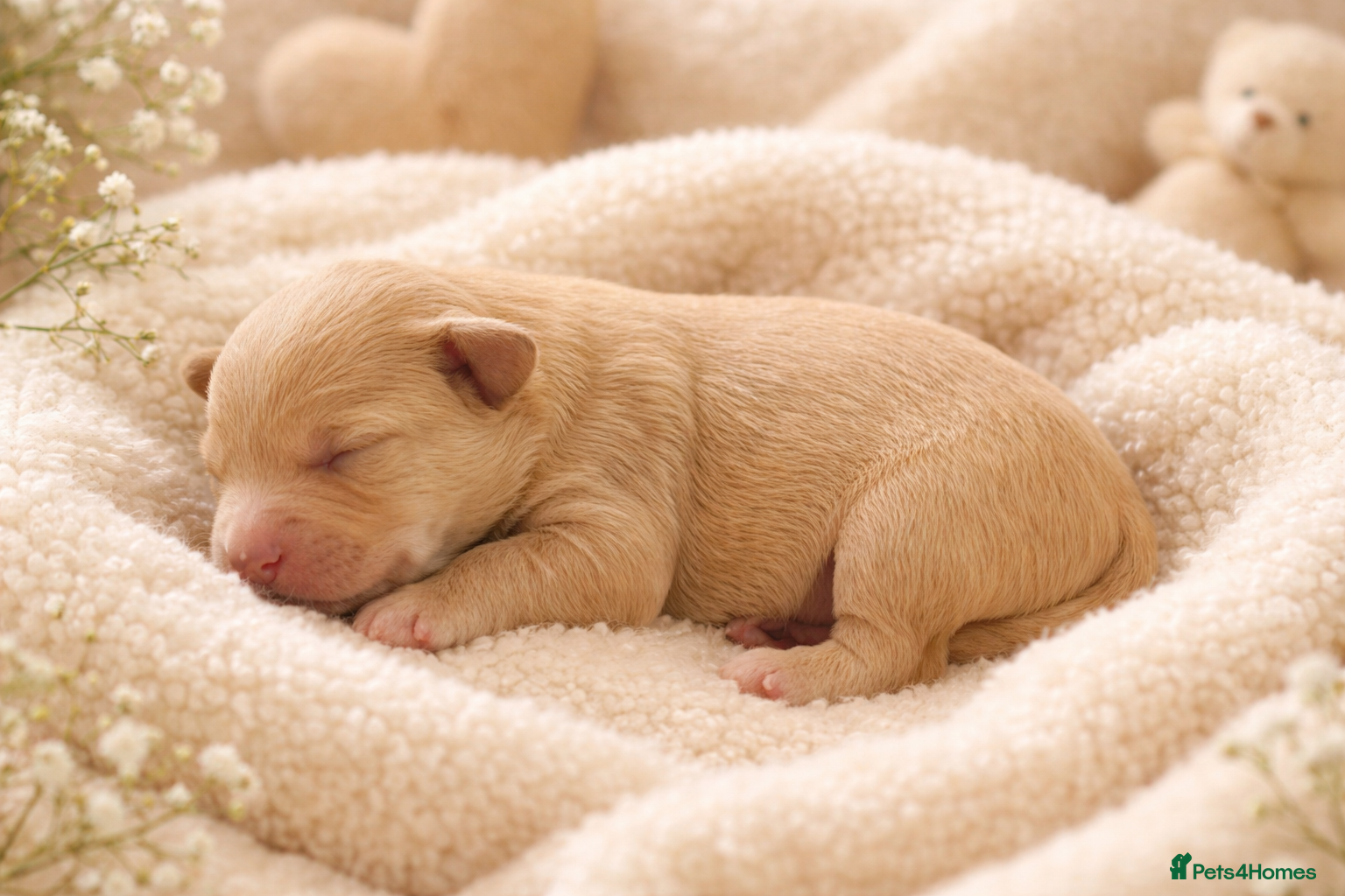 Cockapoo dogs F1BB Cockapoo Puppies Blue Merle, Apricot & Black - Advert 2