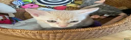 Burmese cats for sale: Cuddly Cream boy & Two beautiful Black Torties - Advert 32