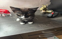 Domestic Shorthair cats for sale: 2 kittens available 1x male 1x female  - Image 3