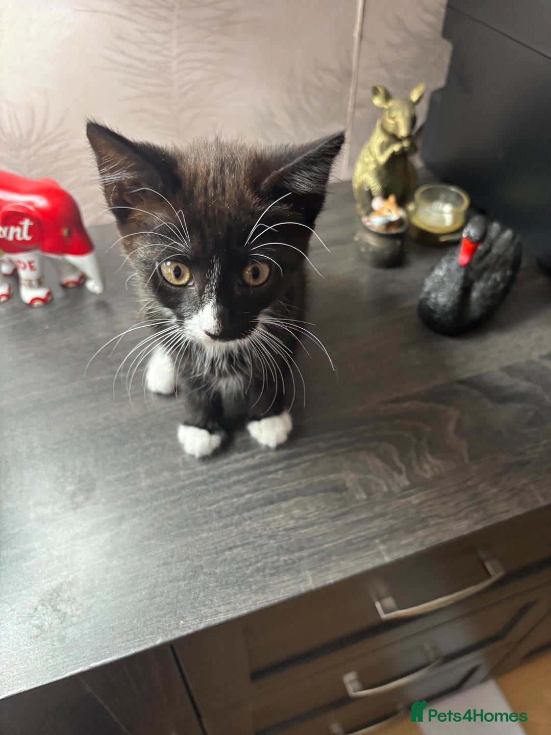 Domestic Shorthair cats for sale: 2 kittens available 1x male 1x female  - Image 3
