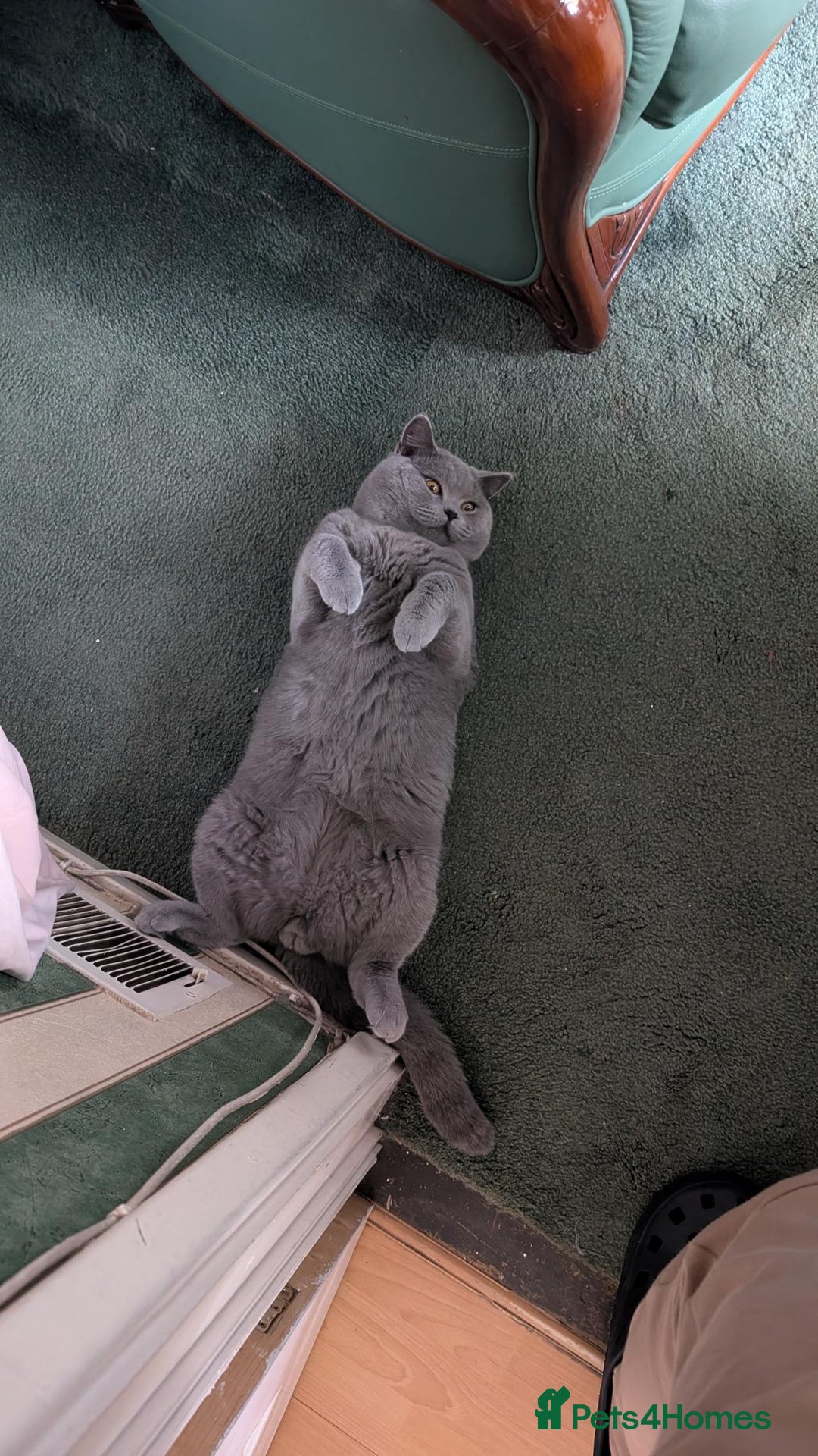 British Shorthair cats for sale: Beautiful British Blue Shorthair Male – 1 Yr Old - Advert 20