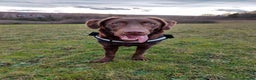 Labrador Retriever dogs for sale: experience labrador retriever boy - Advert 2