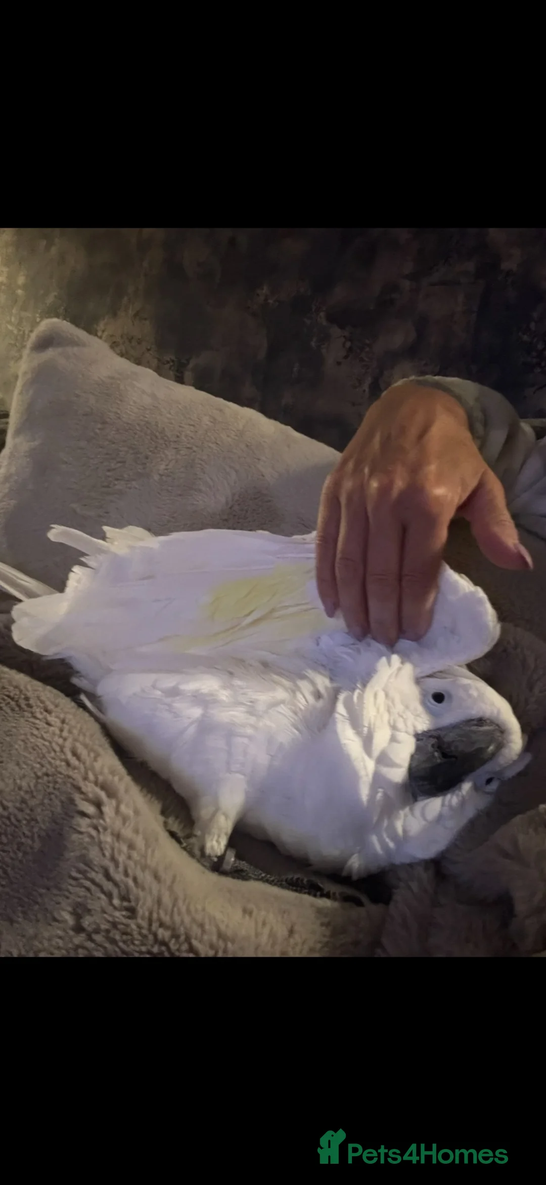 Cockatoo birds for sale: Umbrella cockatoo - Advert 2
