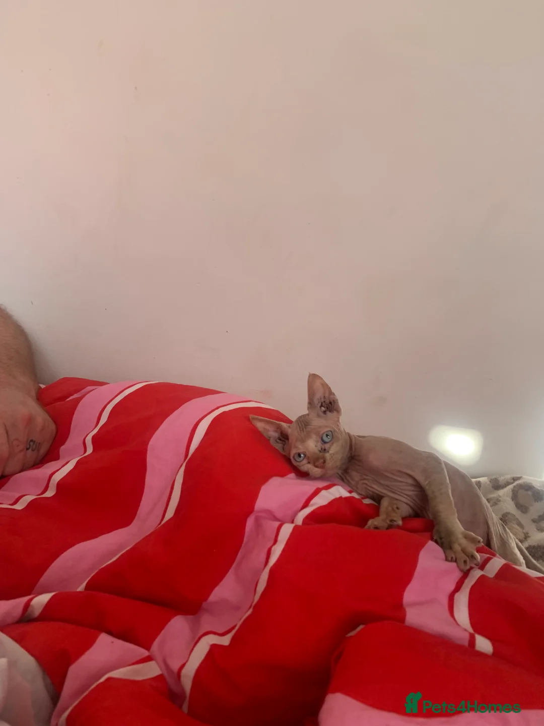 Sphynx cats for sale:  ** s sphynx babies - Advert 22