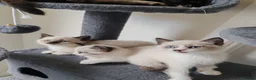 Siamese cats for sale: ❤️❤️❤️ Adorable blue-point Siamese kittens ❤️❤️❤️  - Advert 1