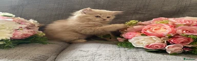 British Longhair cream boy 
