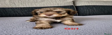 Poochon Puppy 3