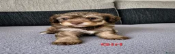 Poochon dogs for sale: Poochon  - Advert 6