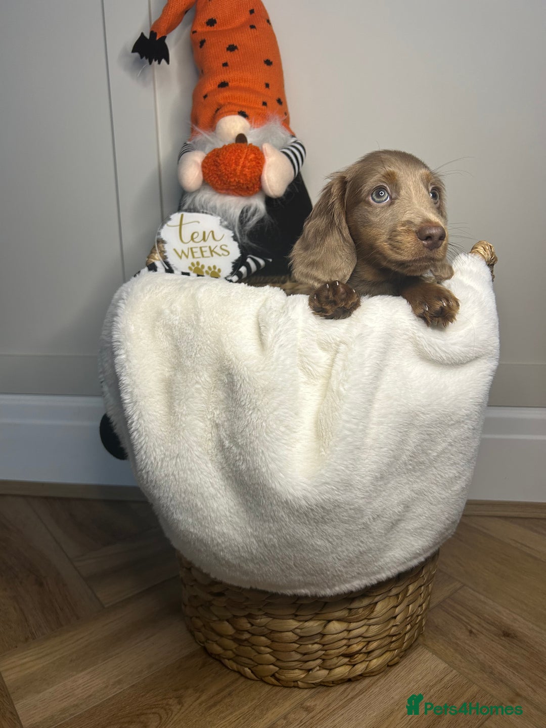 Miniature Dachshund dogs for sale: 🤍🐾 STUNNING DAPPLE BOY READY TO GO 🐾🤍 - Image 16