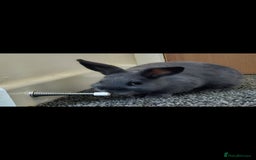Netherland Dwarf rabbits for sale: 💫💫💫 Netherland dwarfs 💫💫💫 - Image 3