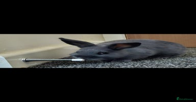 Netherland Dwarf rabbits - Advert 2