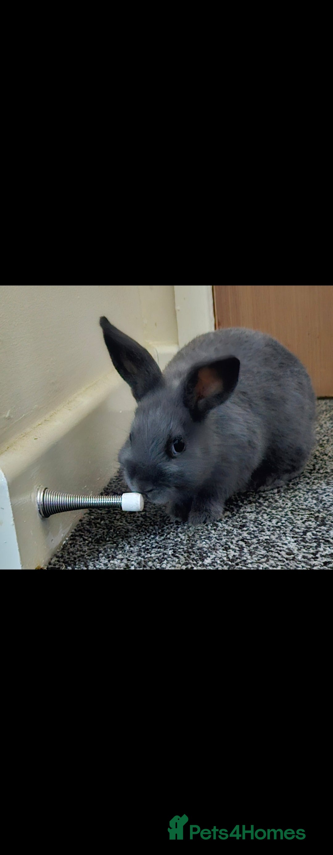 Netherland Dwarf rabbits for sale: 💫💫💫 Netherland dwarfs 💫💫💫 - Image 3