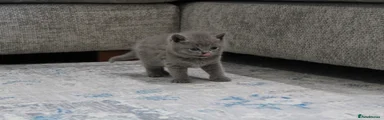 Blue British Shorthair Kitten 2