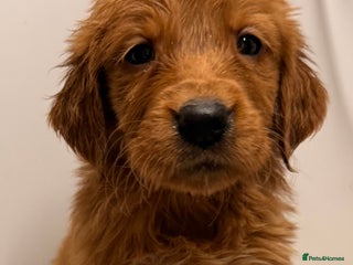 Golden Retriever dogs Fox Red KC Registered Golden Retriever Puppies - Advert 1