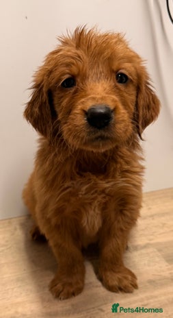 Golden Retriever dogs - Advert 1