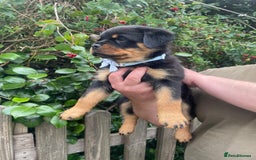 Rottweiler dogs for sale: Falconsnest blood line in Blackpool - Image 24