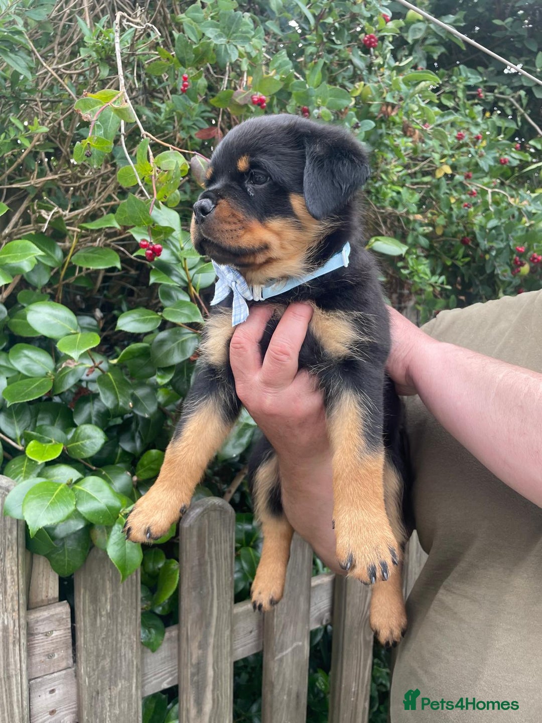 Rottweiler dogs for sale: Falconsnest blood line in Blackpool - Image 24