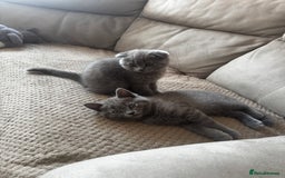British Shorthair cats for sale: BeautifulScottish folds Ready now! Quality kittens - Image 33