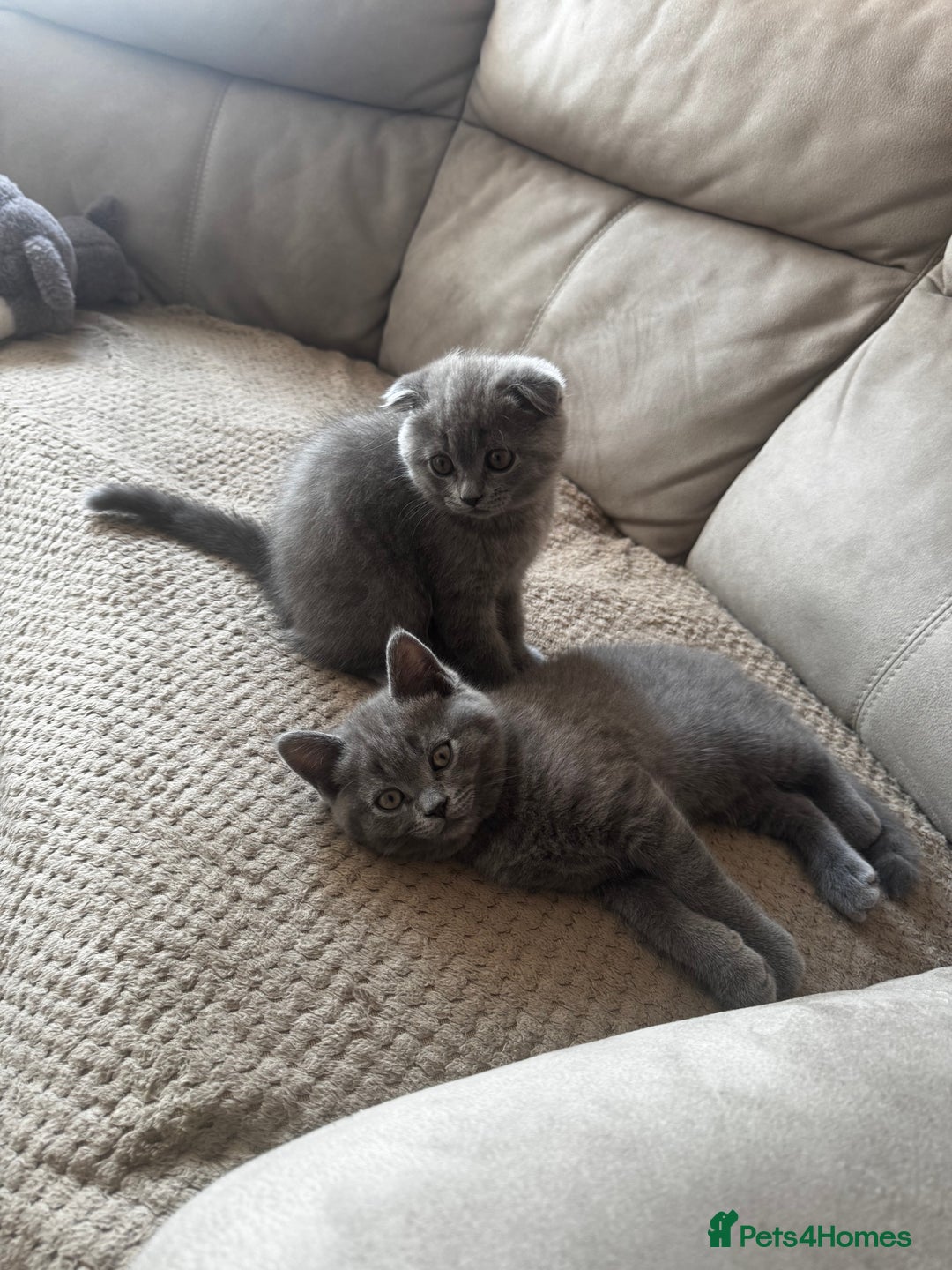 British Shorthair cats for sale: BeautifulScottish folds Ready now! Quality kittens - Image 33