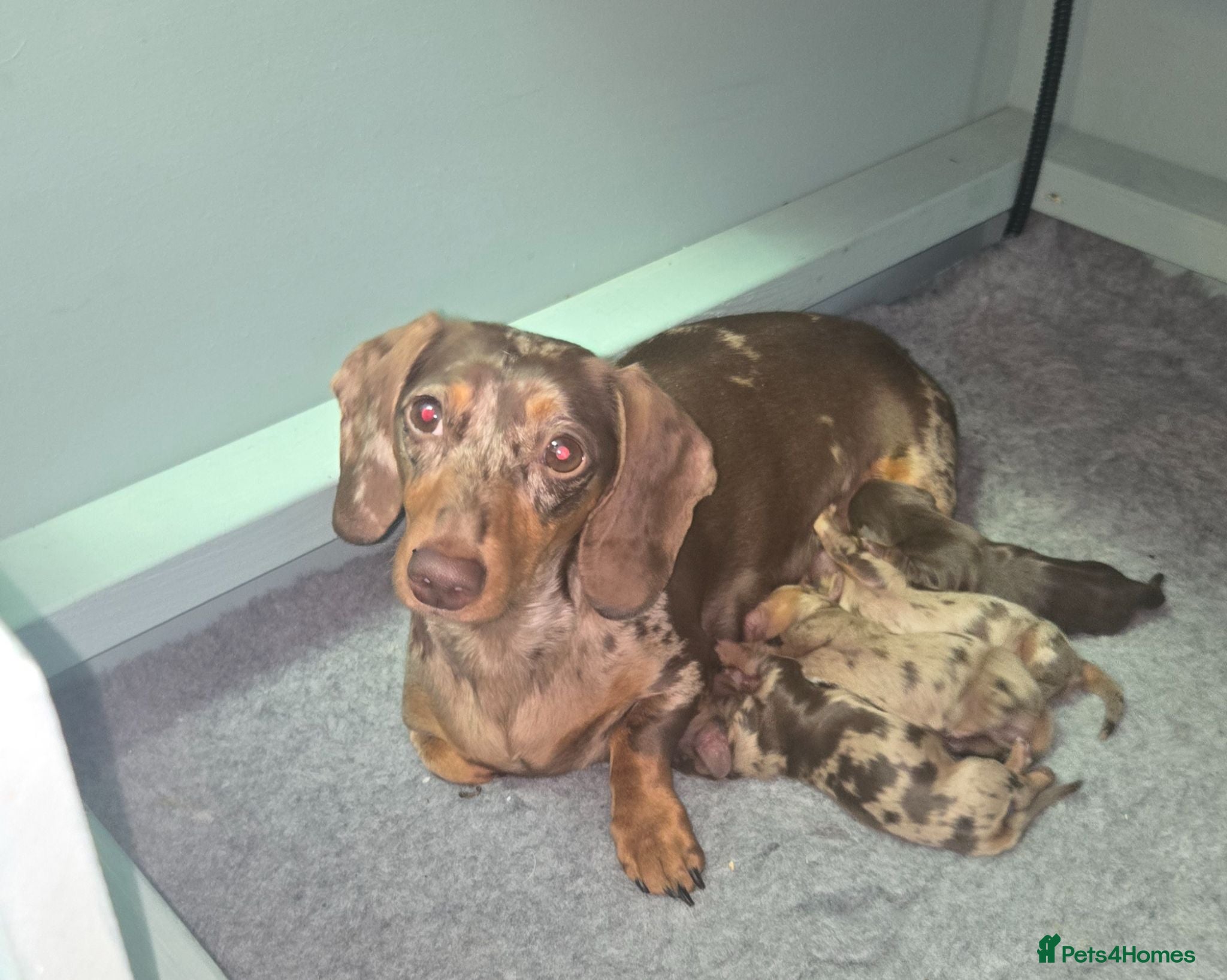 Miniature Dachshund dogs All-Girl Litter of Miniature Smooth Dachshunds - Advert 1