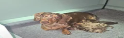 Miniature Dachshund dogs for sale: All-Girl Litter of Miniature Smooth Dachshunds in Manchester - Advert 1