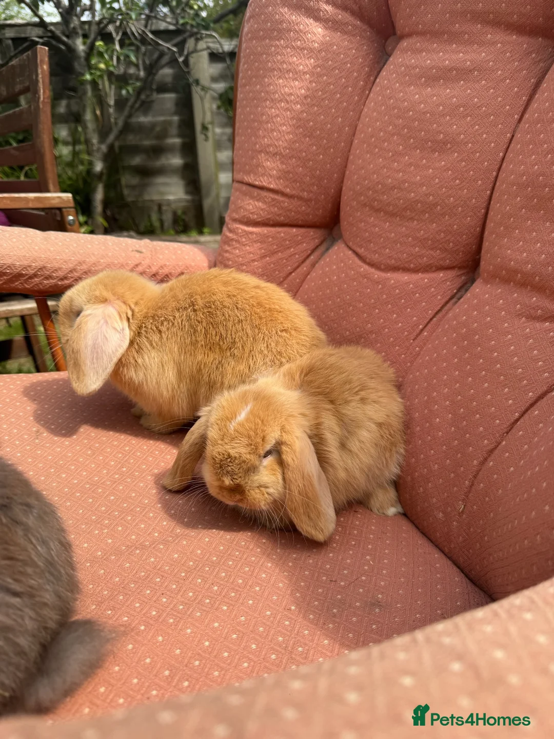 Mini Lop rabbits for sale: Super Friendly Pure Bred Mini Lop Bunnies - Advert 4