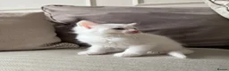 Domestic Shorthair cats for sale: White Male READY TO LEAVE - Advert 10