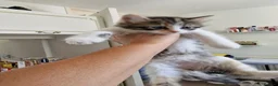 Mixed Breed cats for sale: 4 gorgeous kitten looking for their forever home - Advert 9