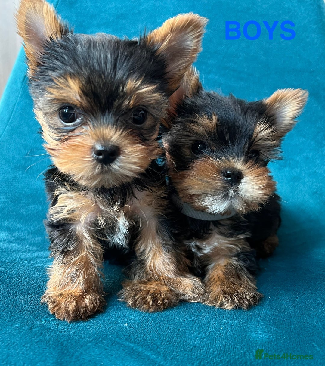 Yorkshire Terrier dogs for sale: Baby face mini pedigree YORKIE pups - Image 16