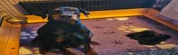 Dobermann dogs for sale: Stunning Male Puppy Available,  Champion lines - Advert 4