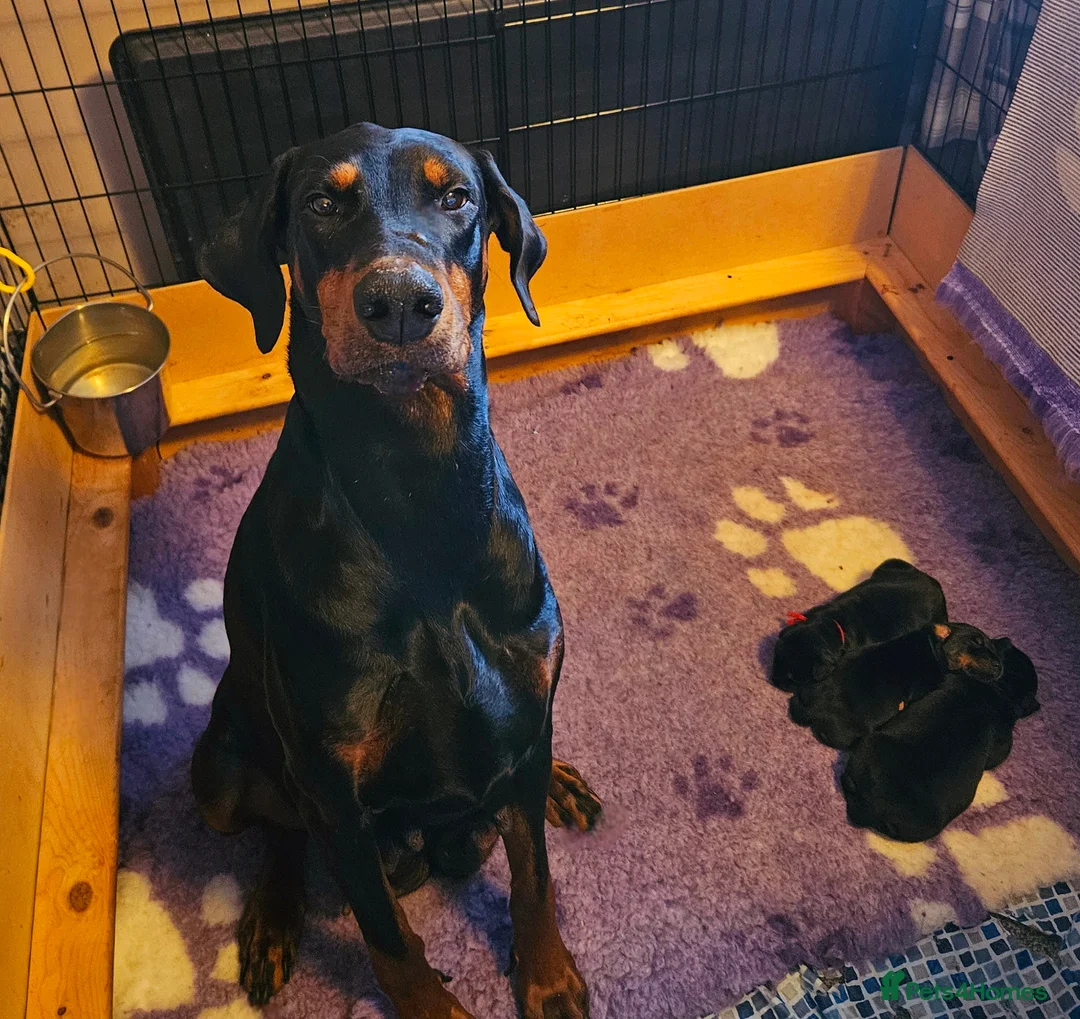 Dobermann dogs for sale: Stunning Male Puppy Available,  Champion lines - Advert 4