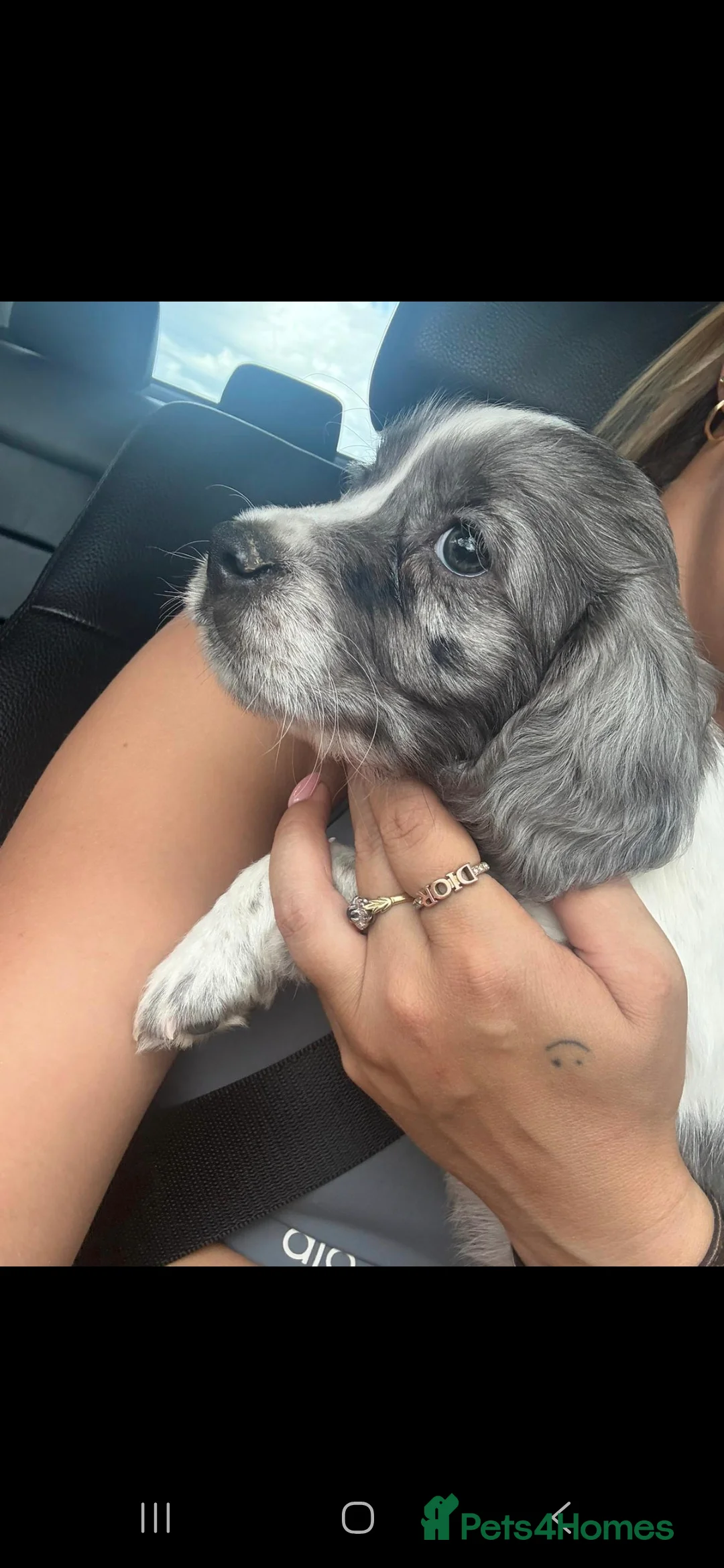 Cocker Spaniel dogs for stud: Merle Cocker Spaniel stud  - Advert 8